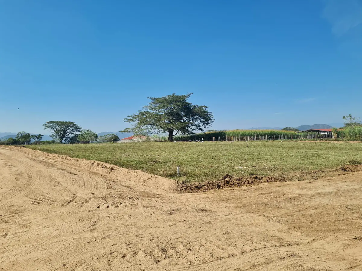 Esquina de dos calles de tierra junto a un árbol grande